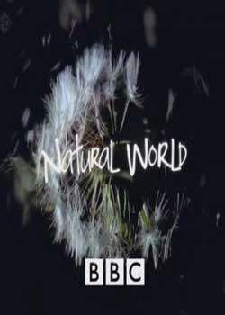 BBC.Ȼ. ԭԴʦ߹ۿ