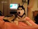 Husky Dog Talking