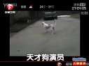 天才狗演员 打不赢就“装死”