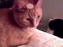 头顶硬币的猫咪最可耐了