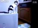 (搞笑)这只猫太坏了