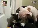 (动物搞笑)猫咪把狗狗揍飞了