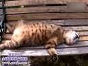日本超火的嗜睡猫咪搞笑睡姿