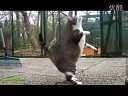 搞笑视频 可爱猫猫哦!