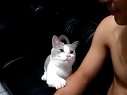 小萌猫伸手要粑粑挠头,太有爱了