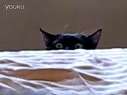 (藤缠楼)猫猫犀利眼神能摧毁一切