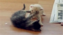 三脚猫功夫!小猫打架像过家家