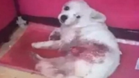 Ůӿ˹Ⱥβ